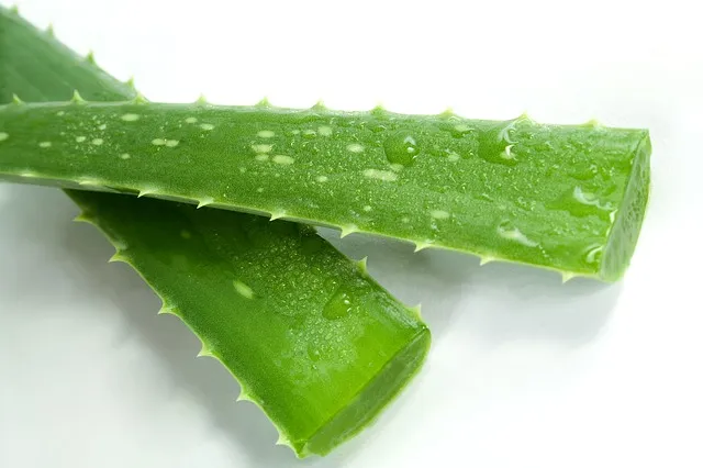 aloes na trądzik